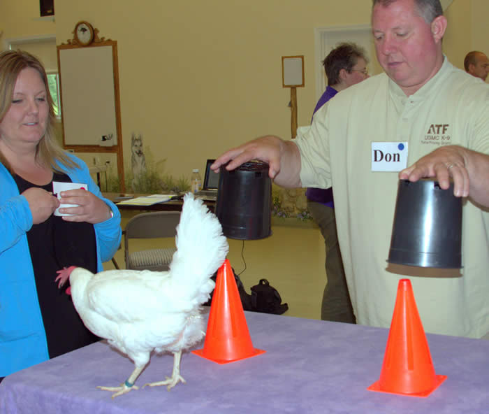 Chicken Camp Poultry in Motion can help you train your dog Blue Ribbon News
