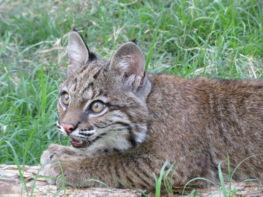 In-Sync Exotics welcomes baby bobcat | Blue Ribbon News