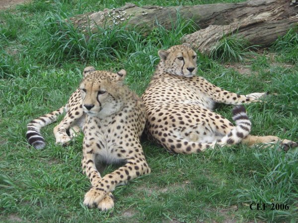 Not the usual rescue: Cheetahs arrive at In-Sync