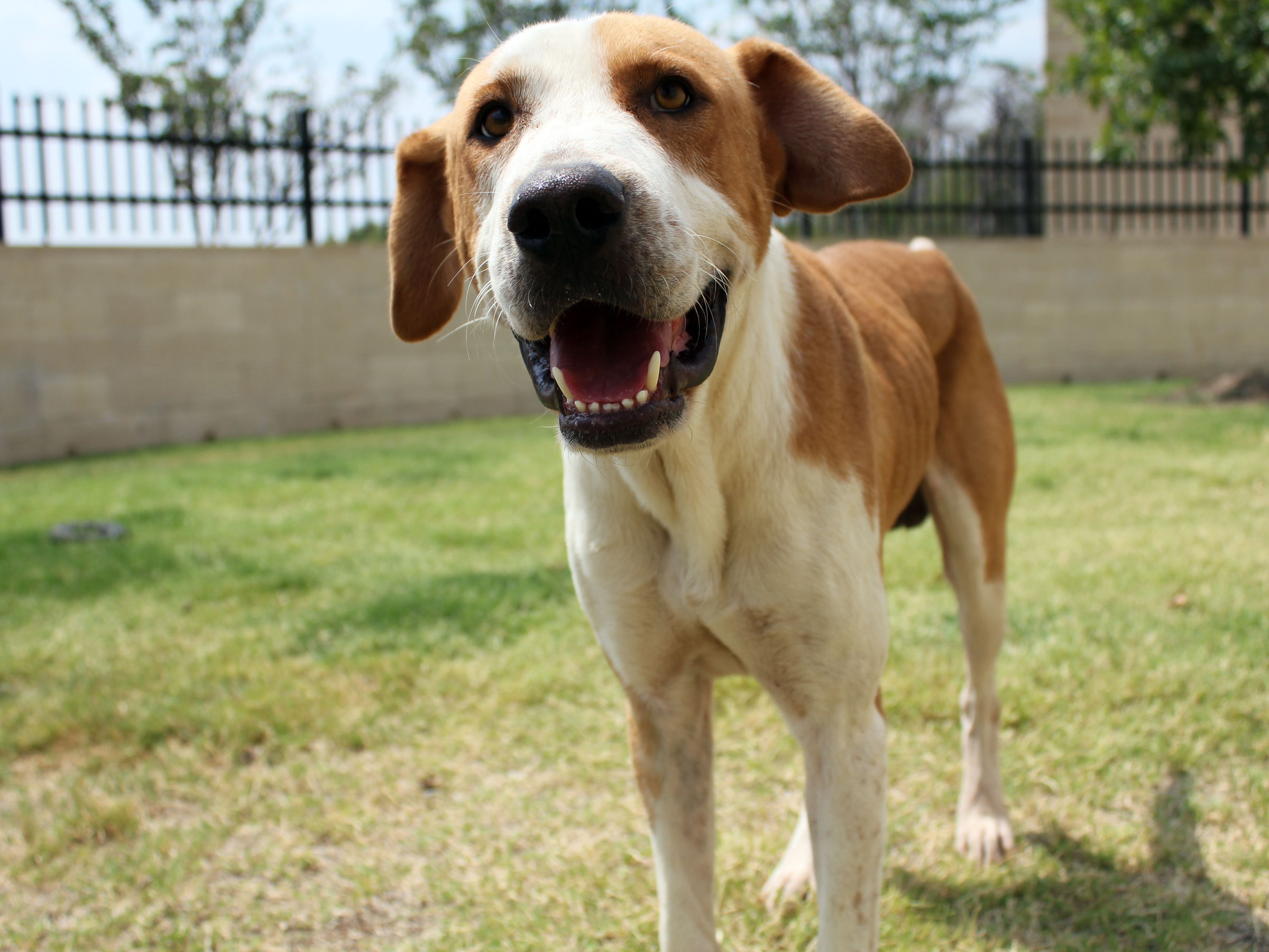 Meet Maverick, Blue Ribbon News Pet of the Week Blue Ribbon News