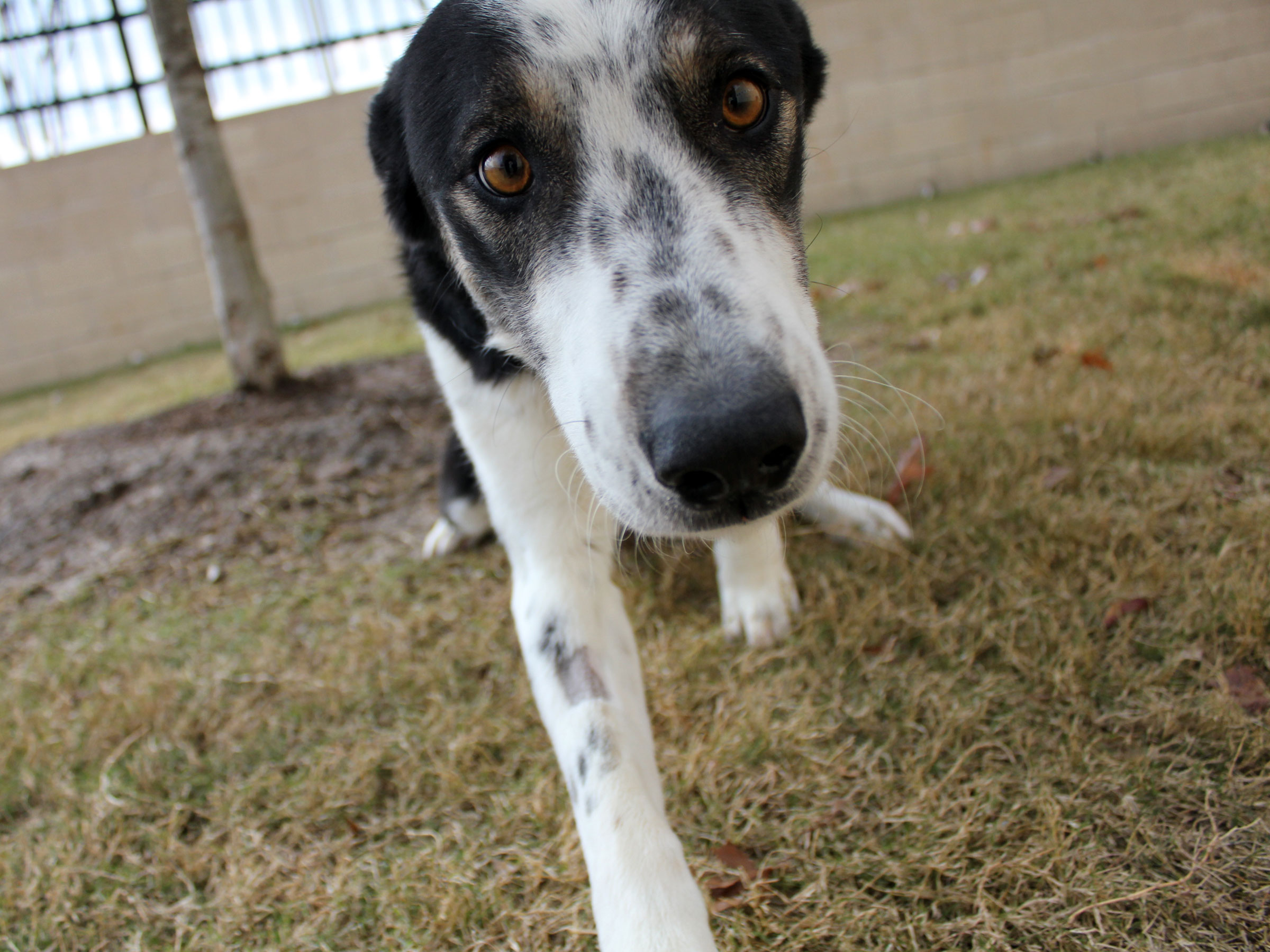 Meet Shep, Blue Ribbon News Pet of the Week Blue Ribbon News