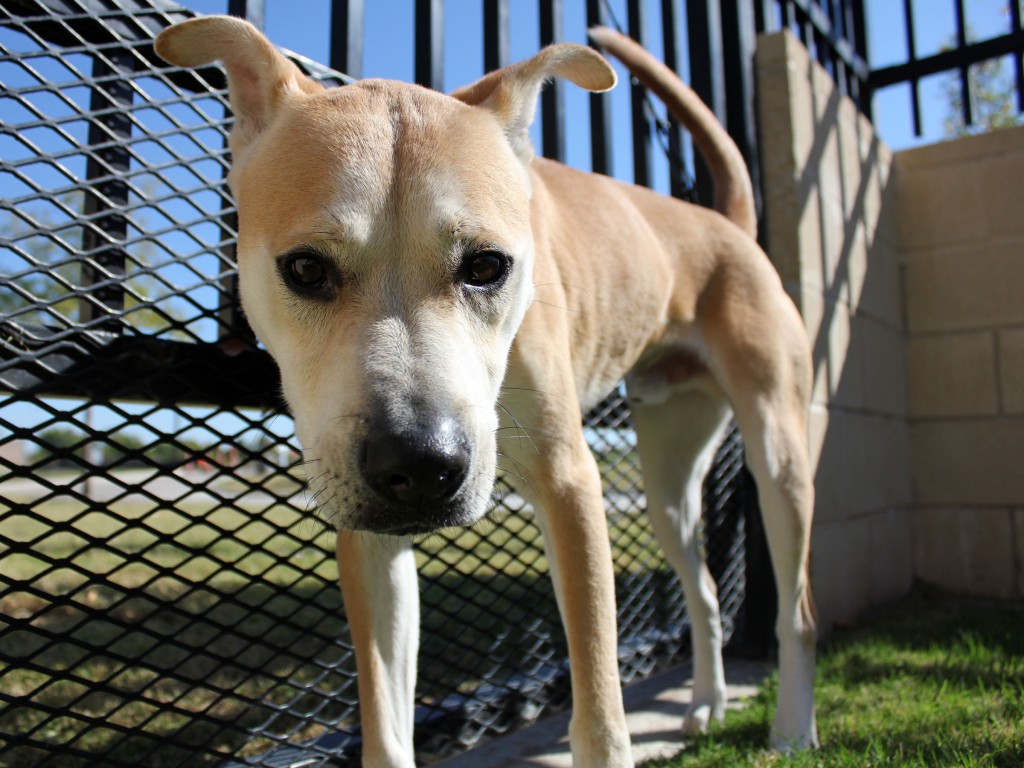 Blue Ribbon Dogs Meet Ace, Blue Ribbon News Pet of the Week – Blue Ribbon News