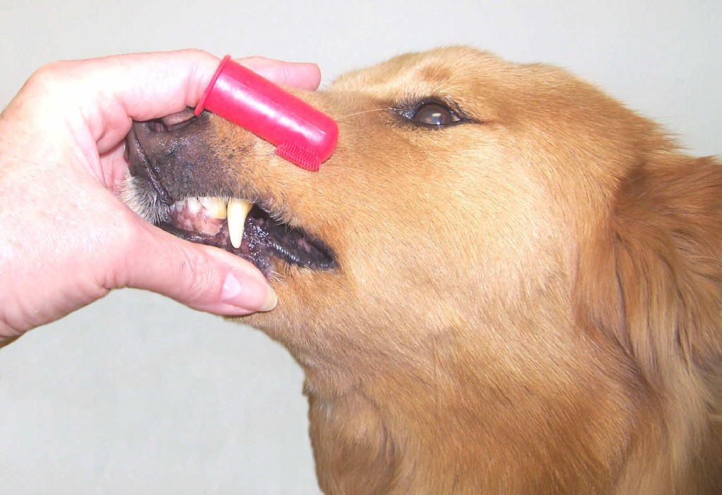 Don’t dismiss doggy breath; could be sign of dental disease – Blue