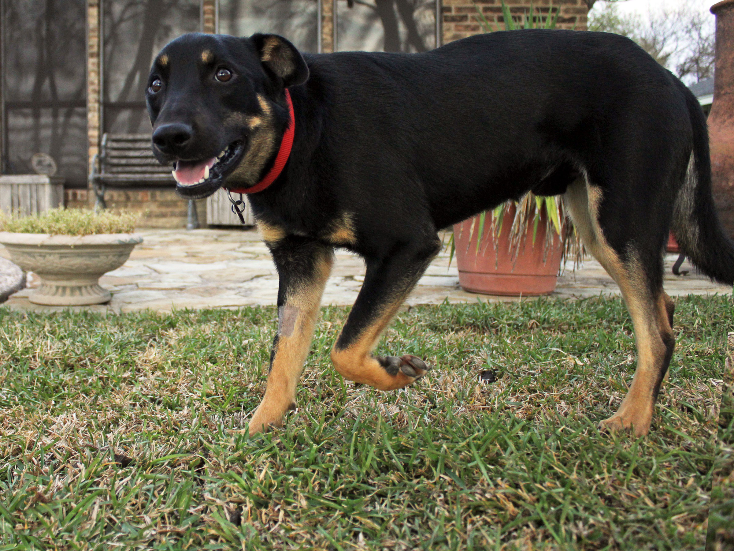 Meet Bud, Blue Ribbon News Pet of the Week Blue Ribbon News