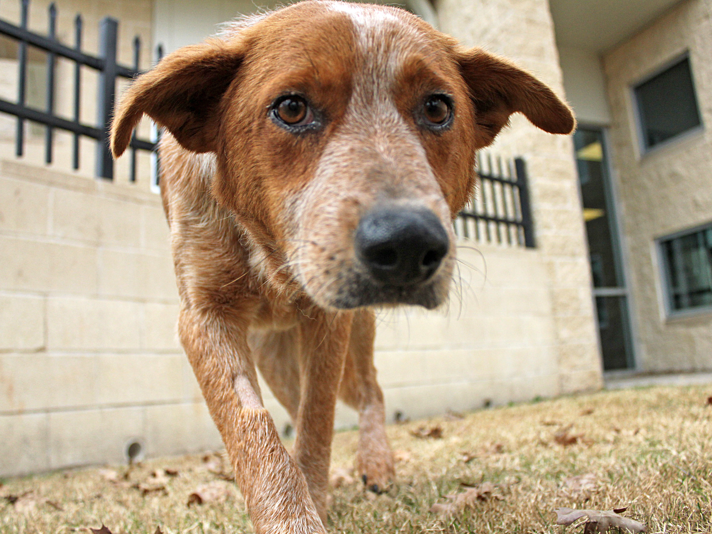 Meet Eddie, Blue Ribbon News Pet of the Week Blue Ribbon News