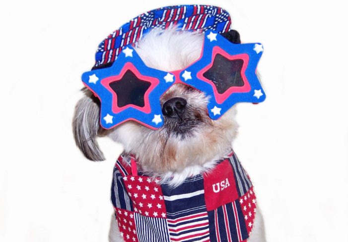 Seven tips to protect your pet on the Fourth