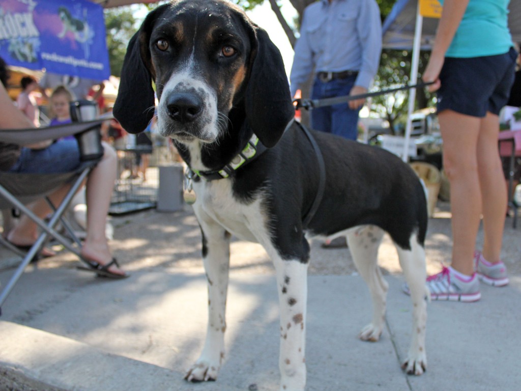 Meet Hannah, Blue Ribbon News Pet of the Week Blue Ribbon News