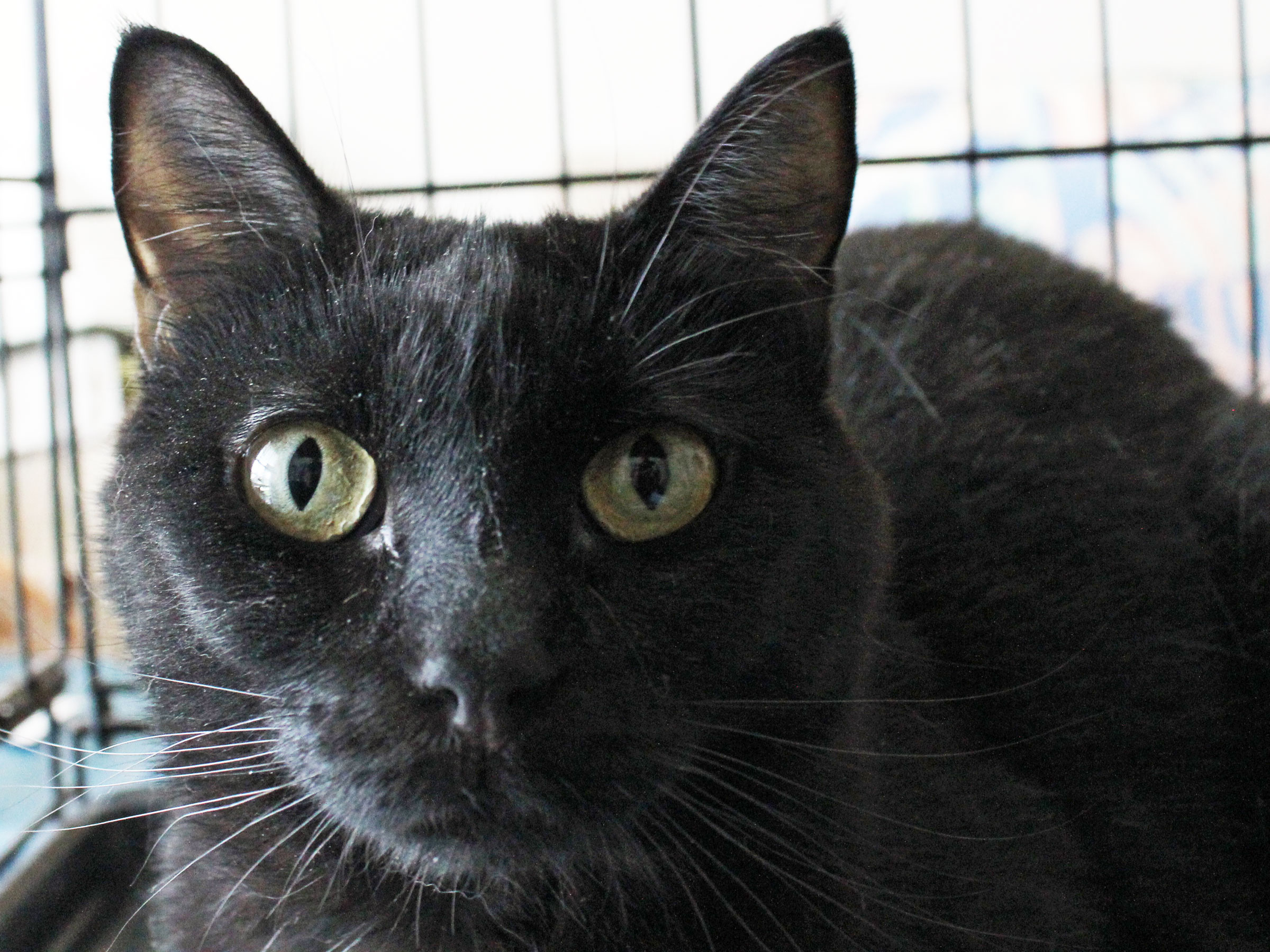 Meet Midnight, Blue Ribbon News Pet of the Week Blue Ribbon News