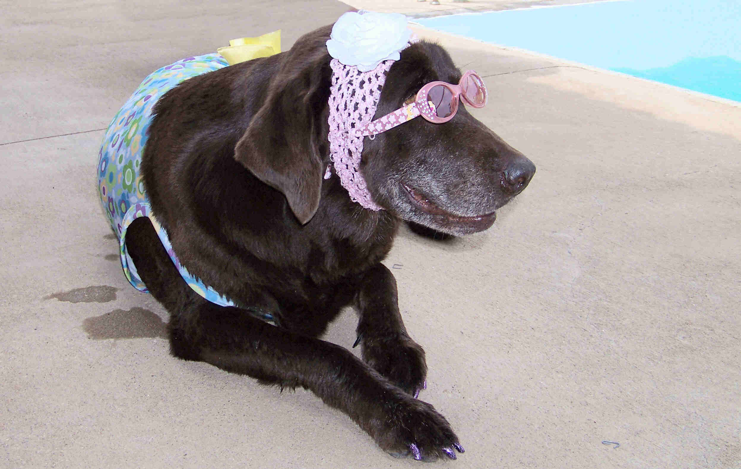 Wags & Waves pool party for people, pets Sept. 15