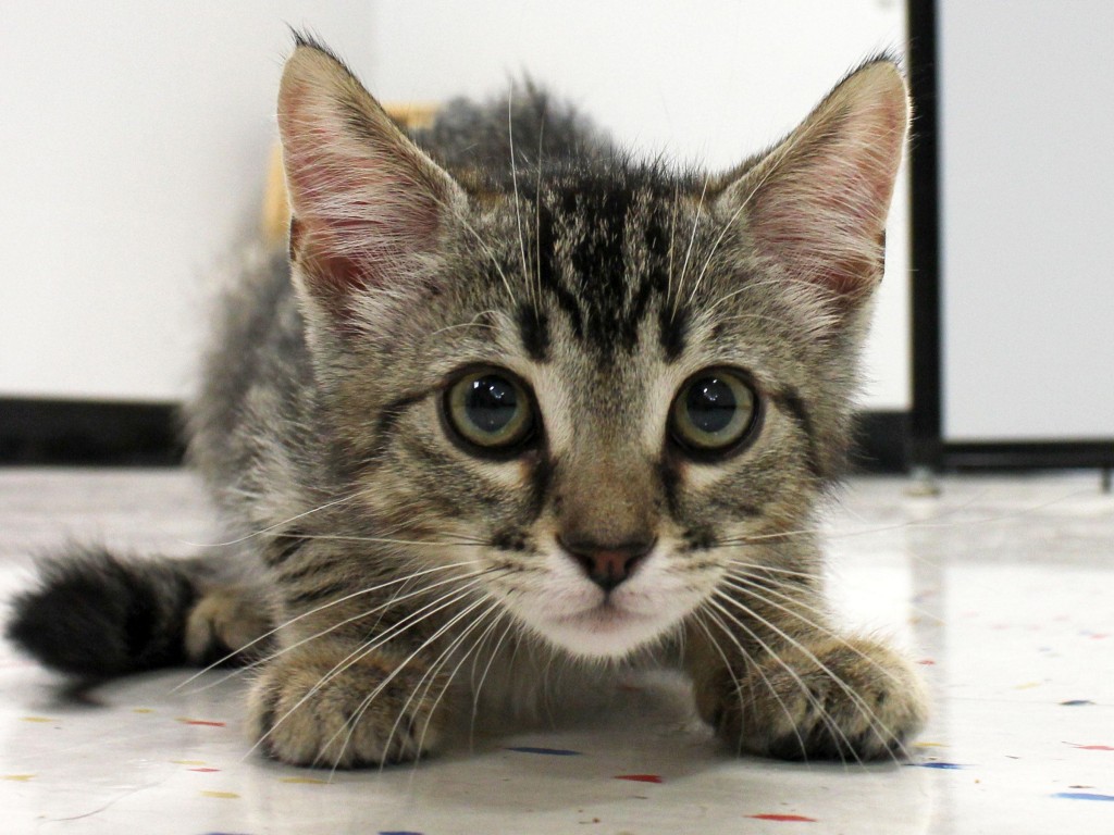 Meet Dock, Blue Ribbon News Pet of the Week Blue Ribbon News