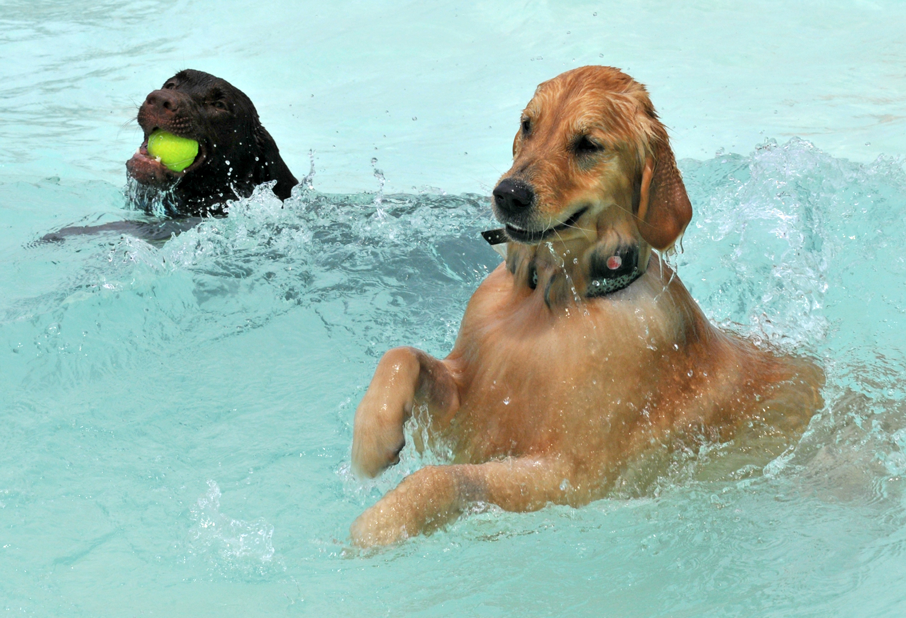 Hawaiian Falls Garland, The Colony, to host Doggie Swim Days