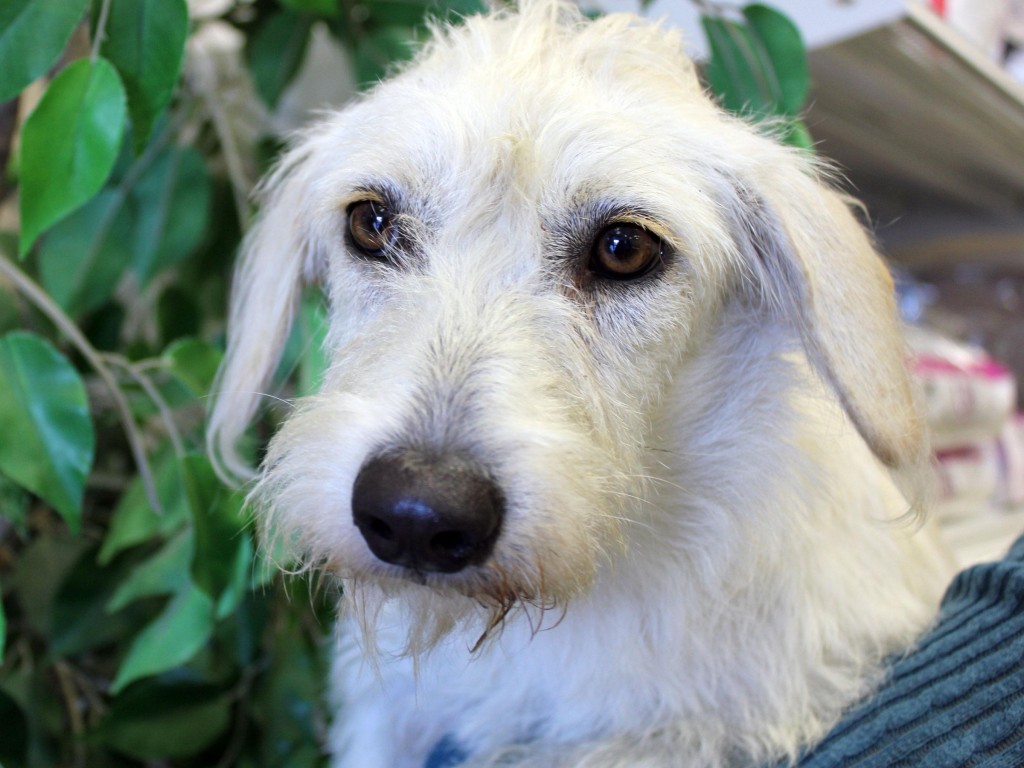 Meet Rose, Blue Ribbon News Pet of the Week – Blue Ribbon News
