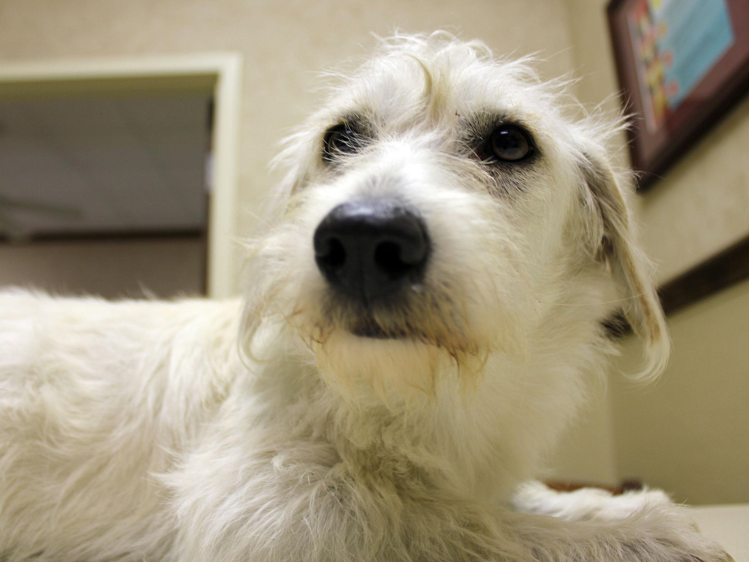 Meet Rose, Blue Ribbon News Pet of the Week Blue Ribbon News