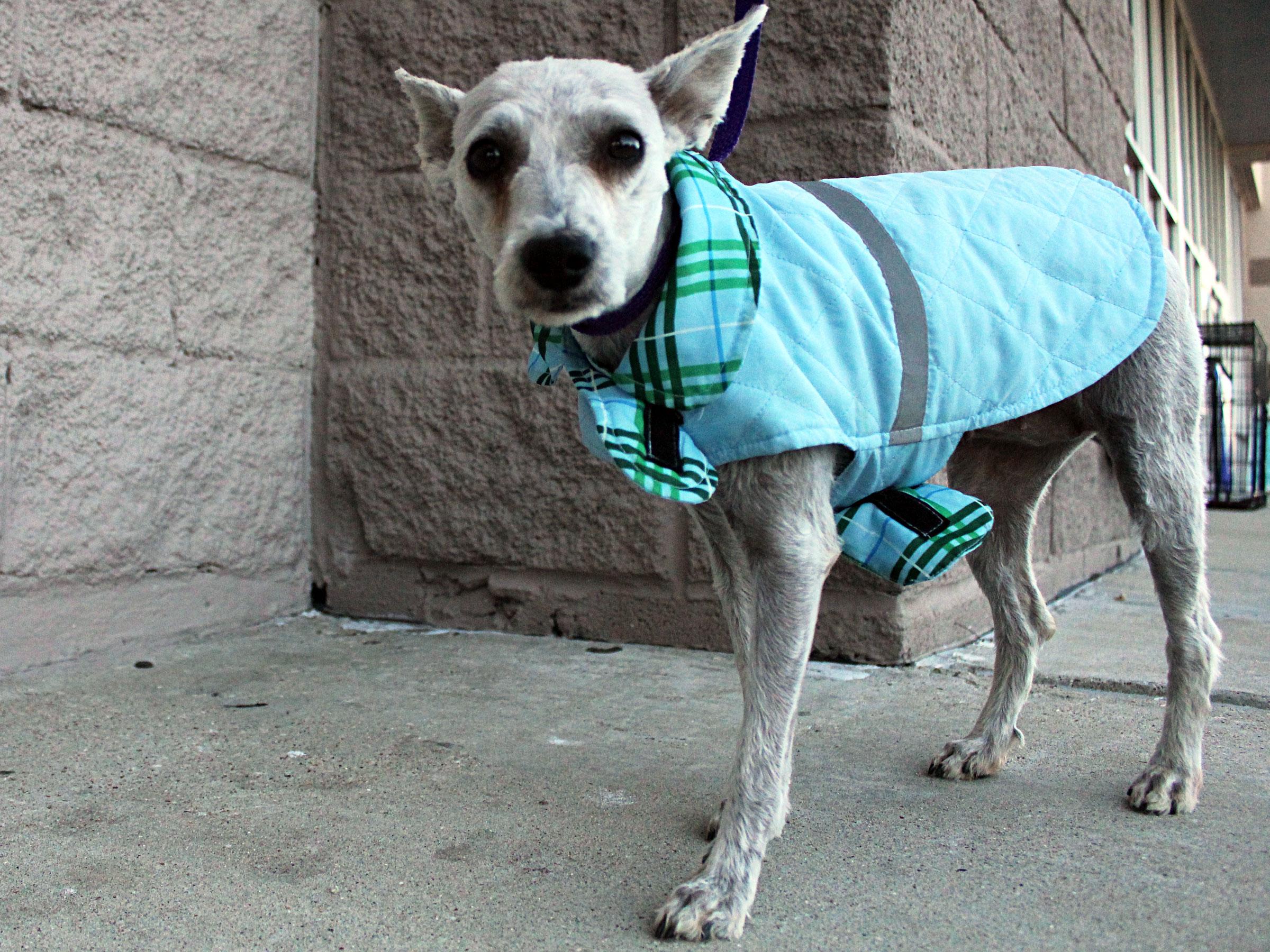 Meet Angel, Blue Ribbon News Pet of the Week Blue Ribbon News