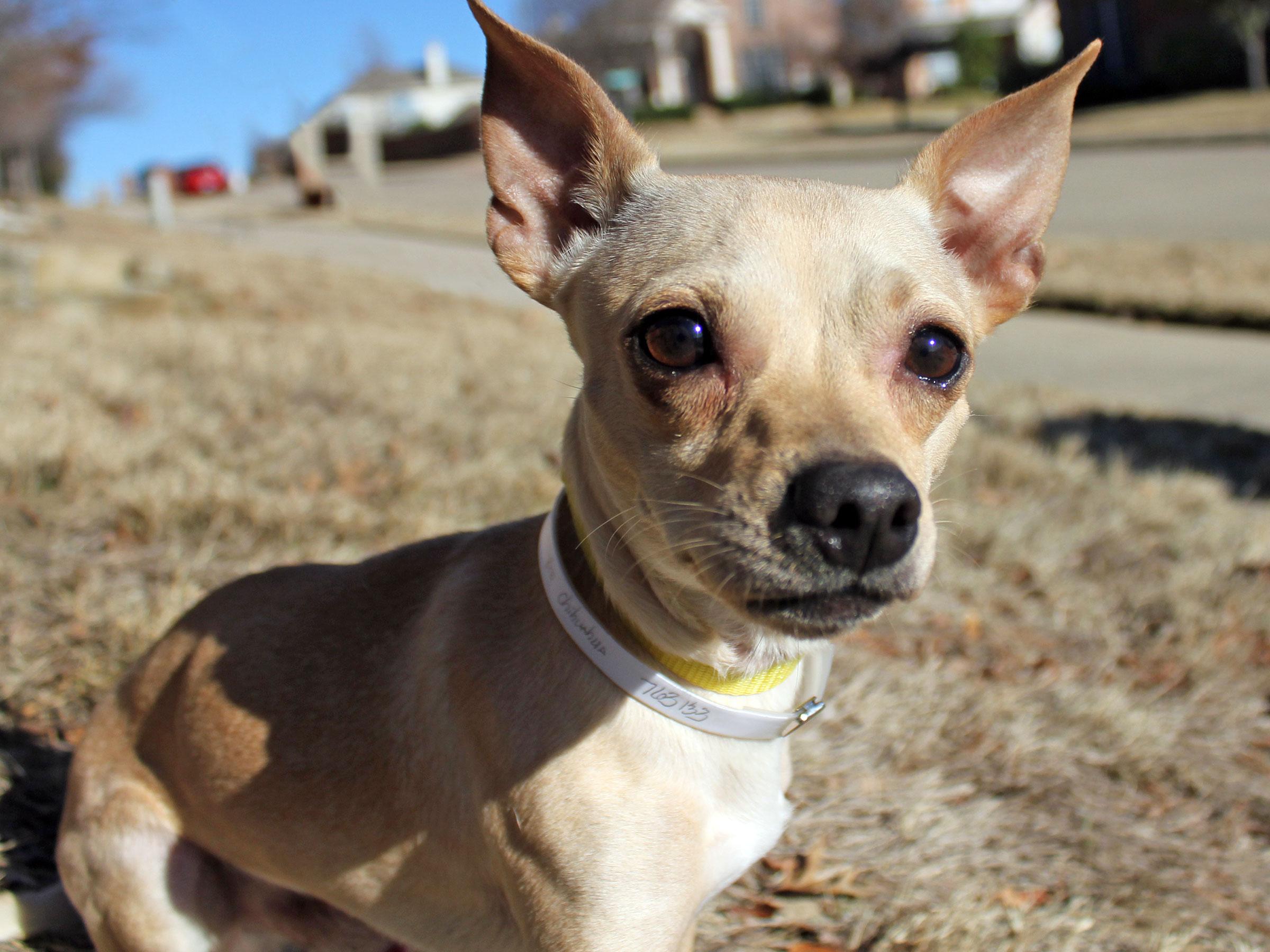 Meet Boomer, Blue Ribbon News Pet of the Week Blue Ribbon News