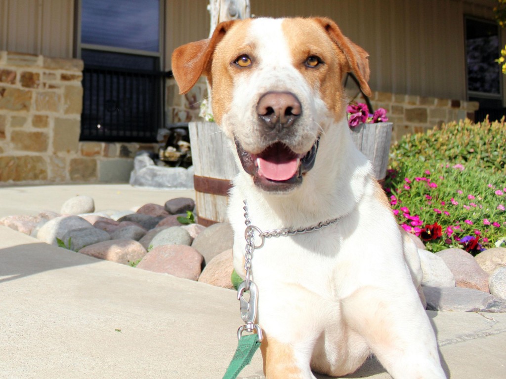 Meet Maverick, Blue Ribbon News Pet of the Week Blue Ribbon News