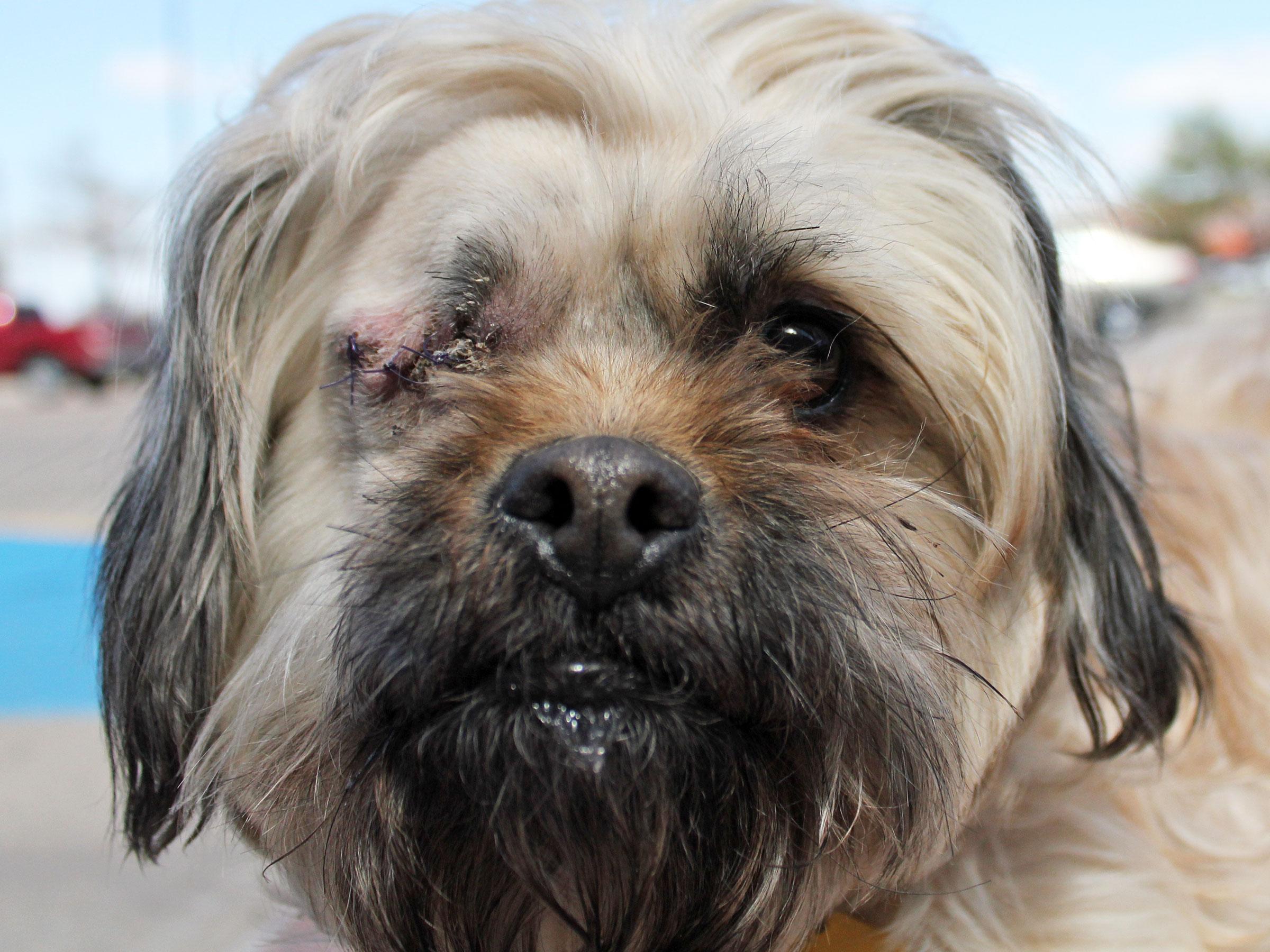 Meet Bella, Blue Ribbon News Pet of the Week Blue Ribbon News