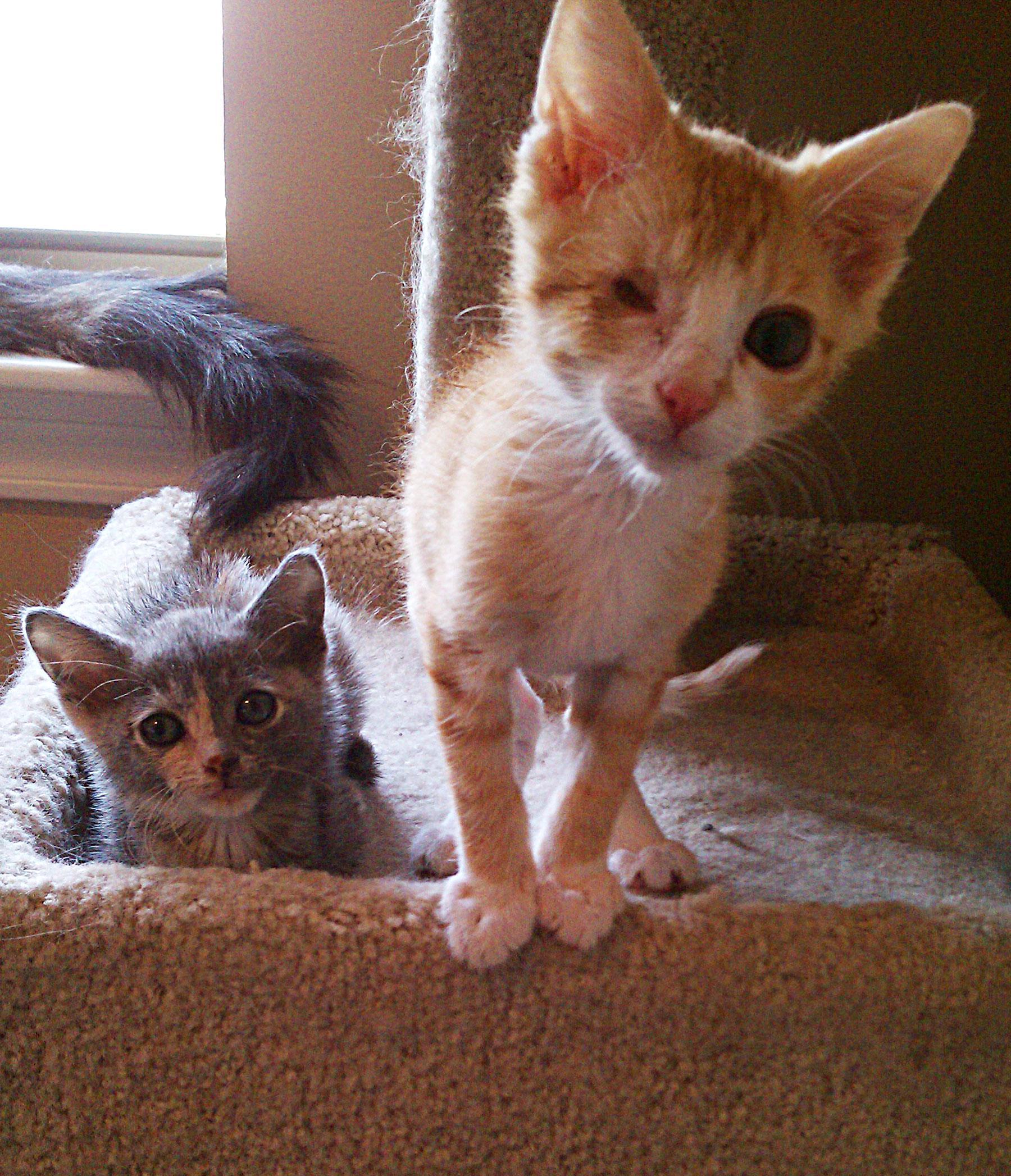 Rockwall’s ‘Twisty Kitty’ video goes viral Blue Ribbon News