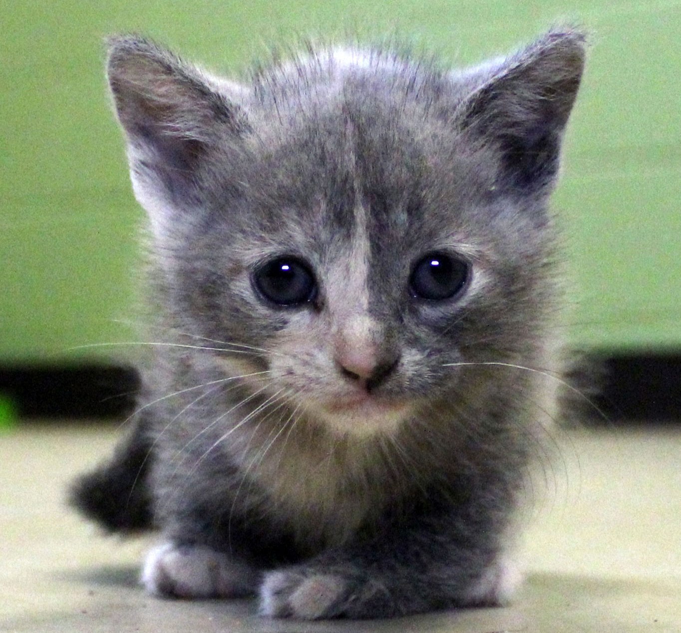 Rockwall’s ‘Twisty Kitty’ video goes viral Blue Ribbon News