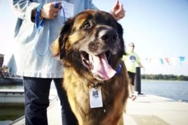 165-lb therapy dog paddles Lake Ray Hubbard for a cure