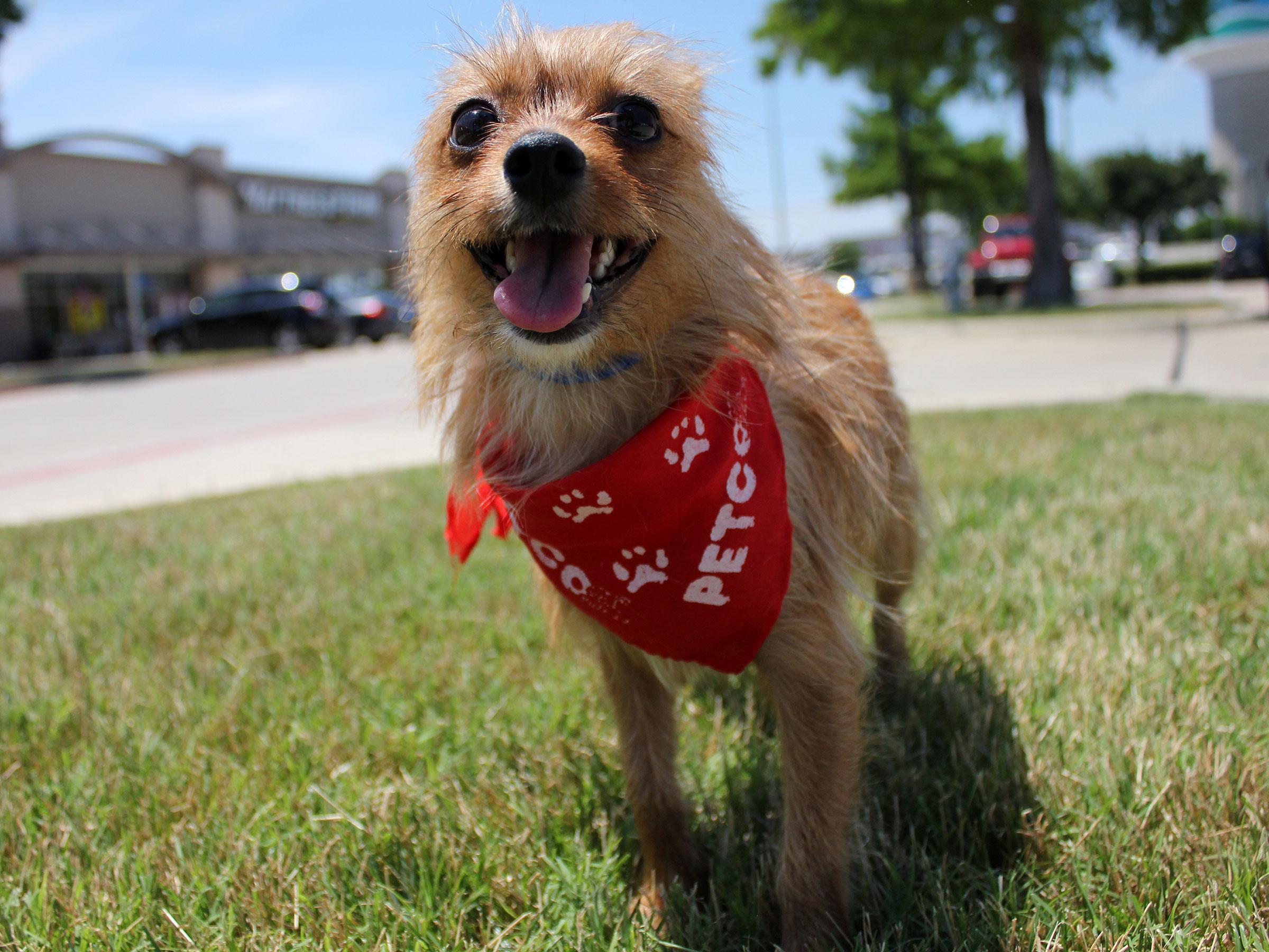 Meet Lulu, Blue Ribbon News Pet of the Week Blue Ribbon News