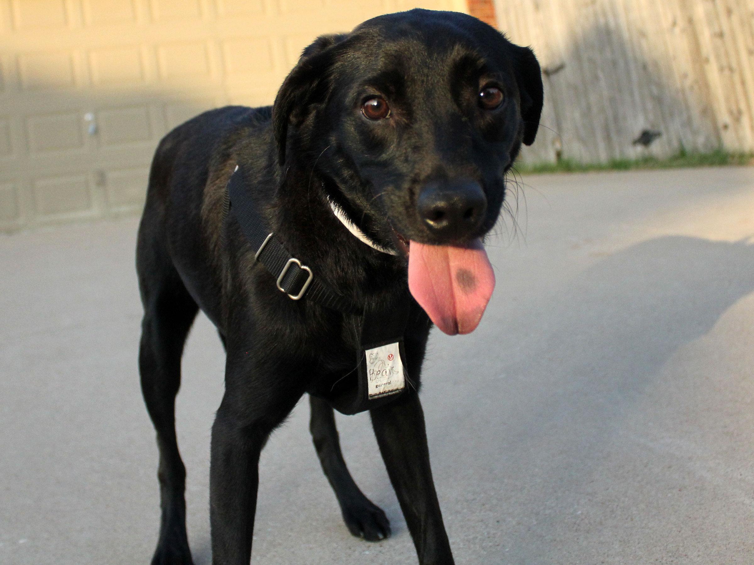 Meet Dawson, Blue Ribbon News Pet of the Week Blue Ribbon News