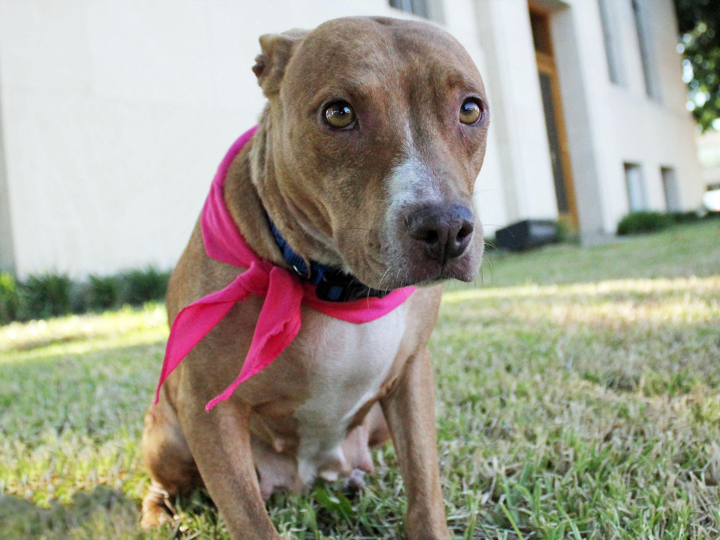 Meet Buttercup, Blue Ribbon News Pet of the Week Blue Ribbon News