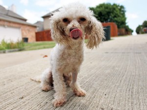 Meet Grace, Blue Ribbon News Pet of the Week – Blue Ribbon News