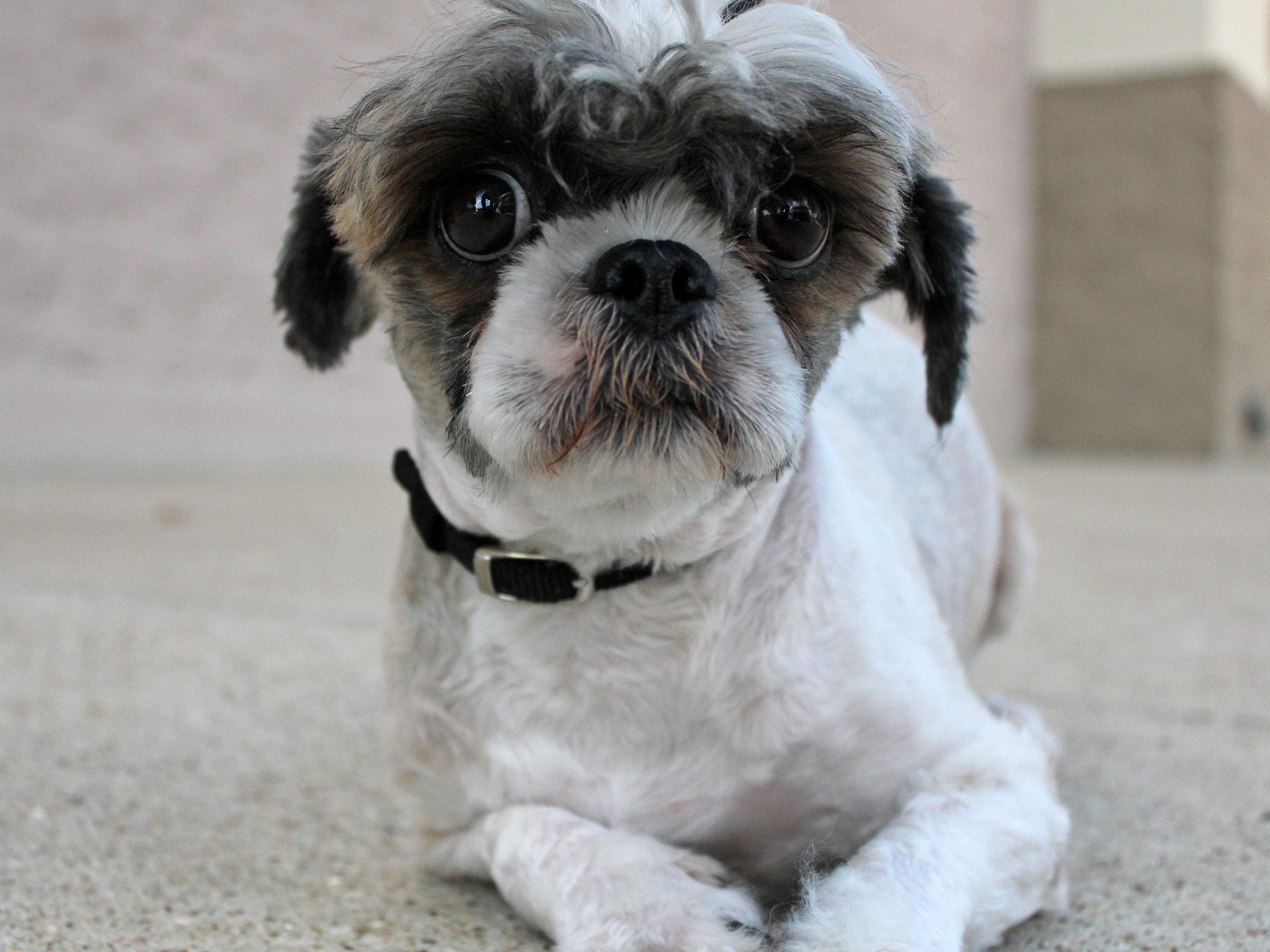 Meet Pepa, Blue Ribbon News Pet of the Week Blue Ribbon News