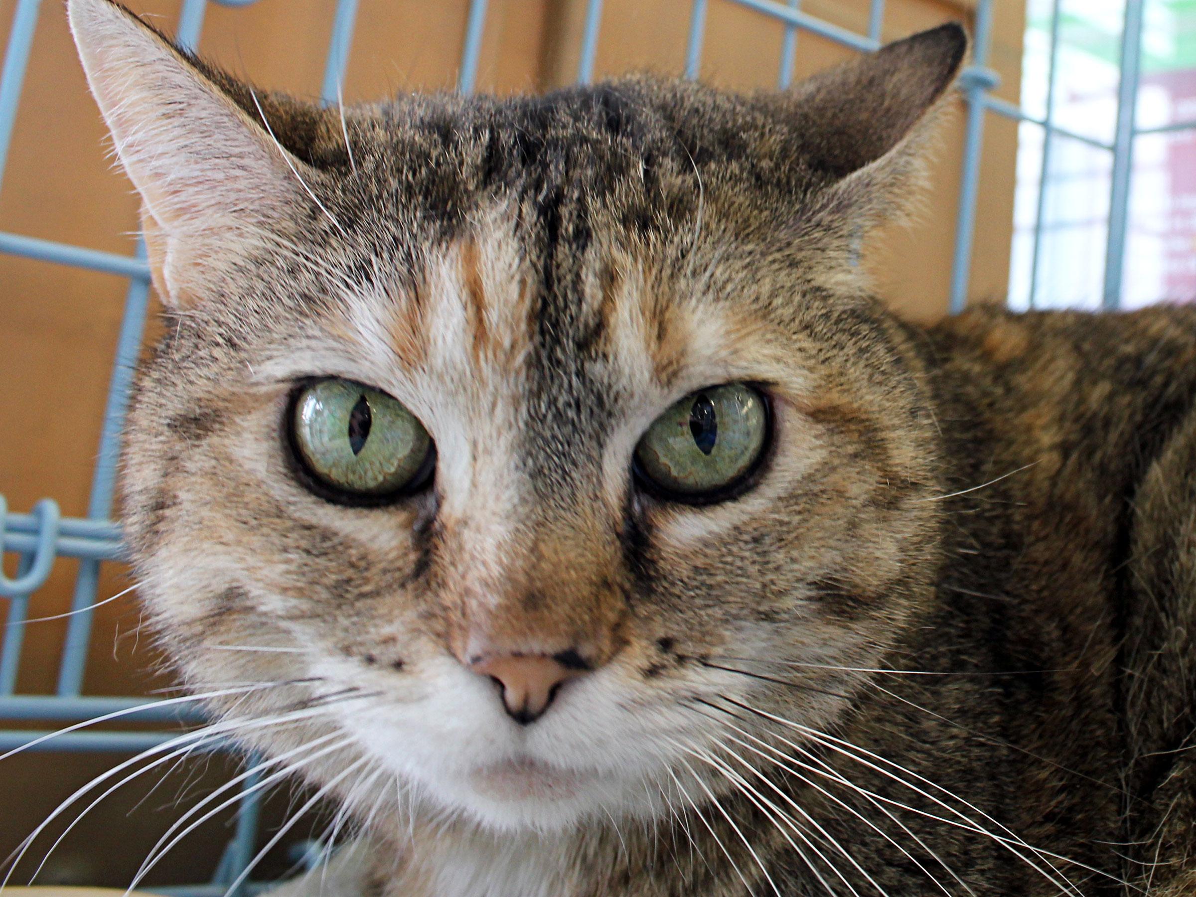 Meet Abigail, Blue Ribbon News Pet of the Week Blue Ribbon News