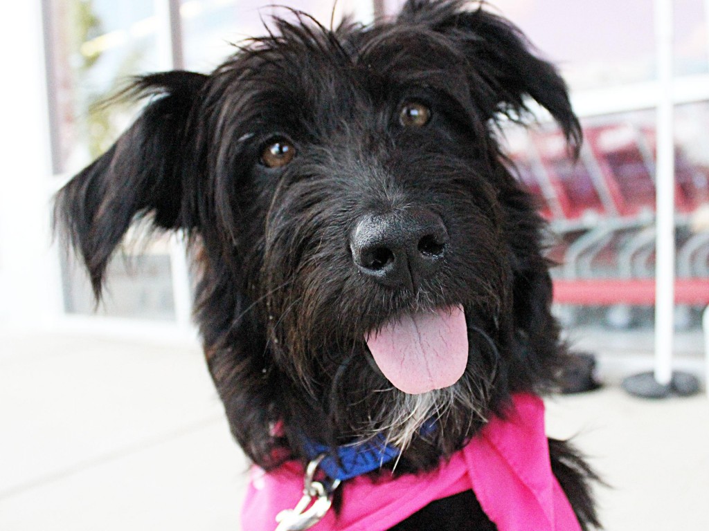 ADOPTED! Stevie, Blue Ribbon News Pet of the Week Blue Ribbon News