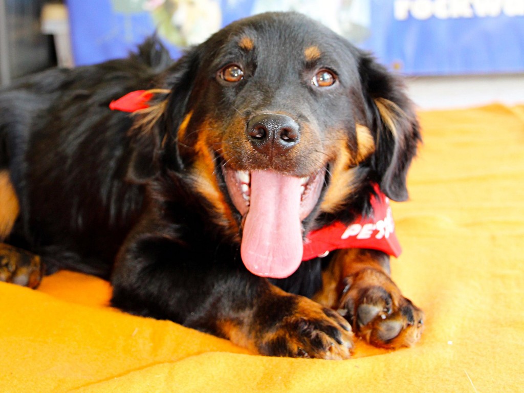 Meet Ziggy, Blue Ribbon News Pet of the Week Blue Ribbon News