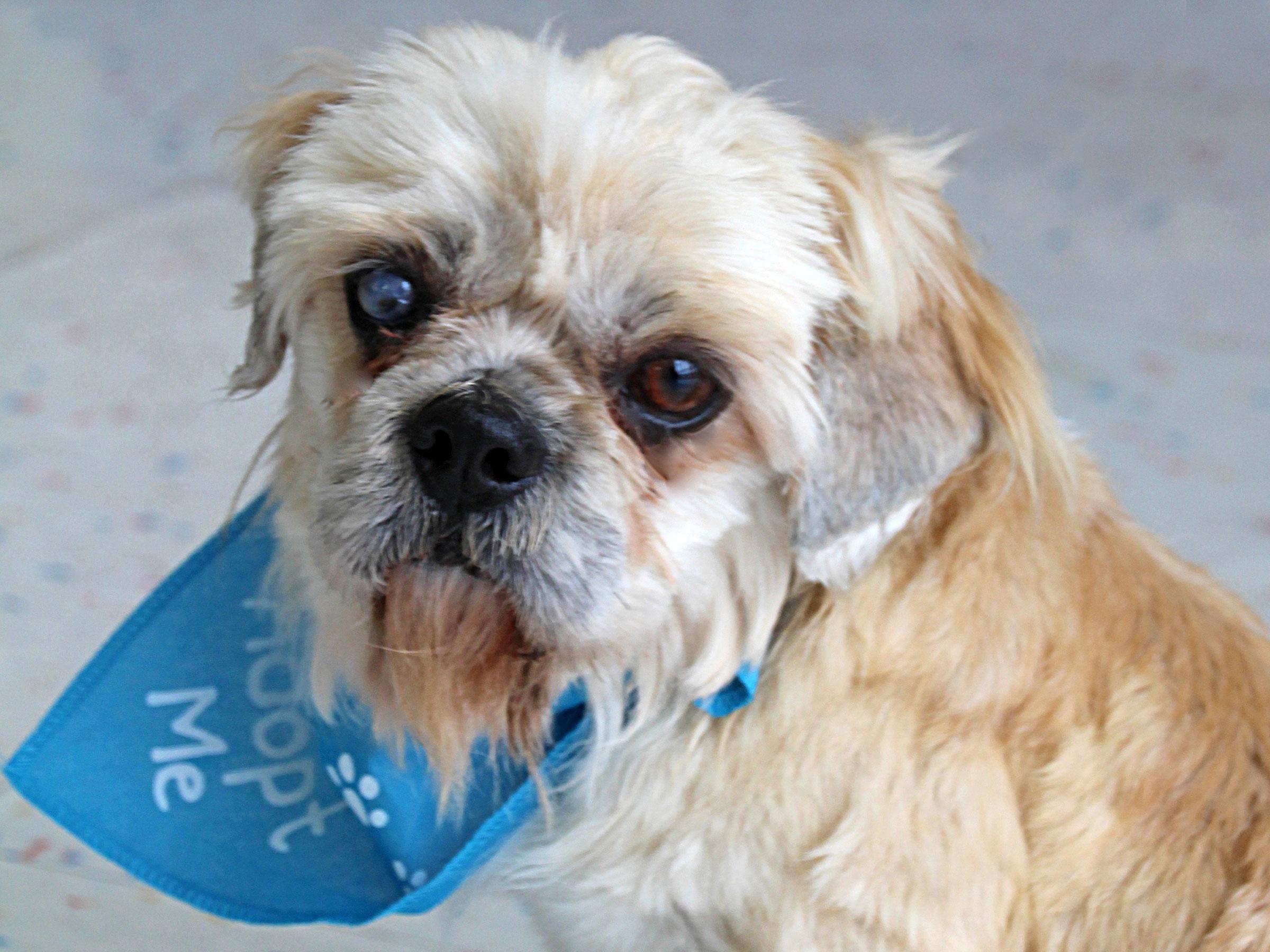 Meet Lucky, Blue Ribbon News Pet of the Week Blue Ribbon News