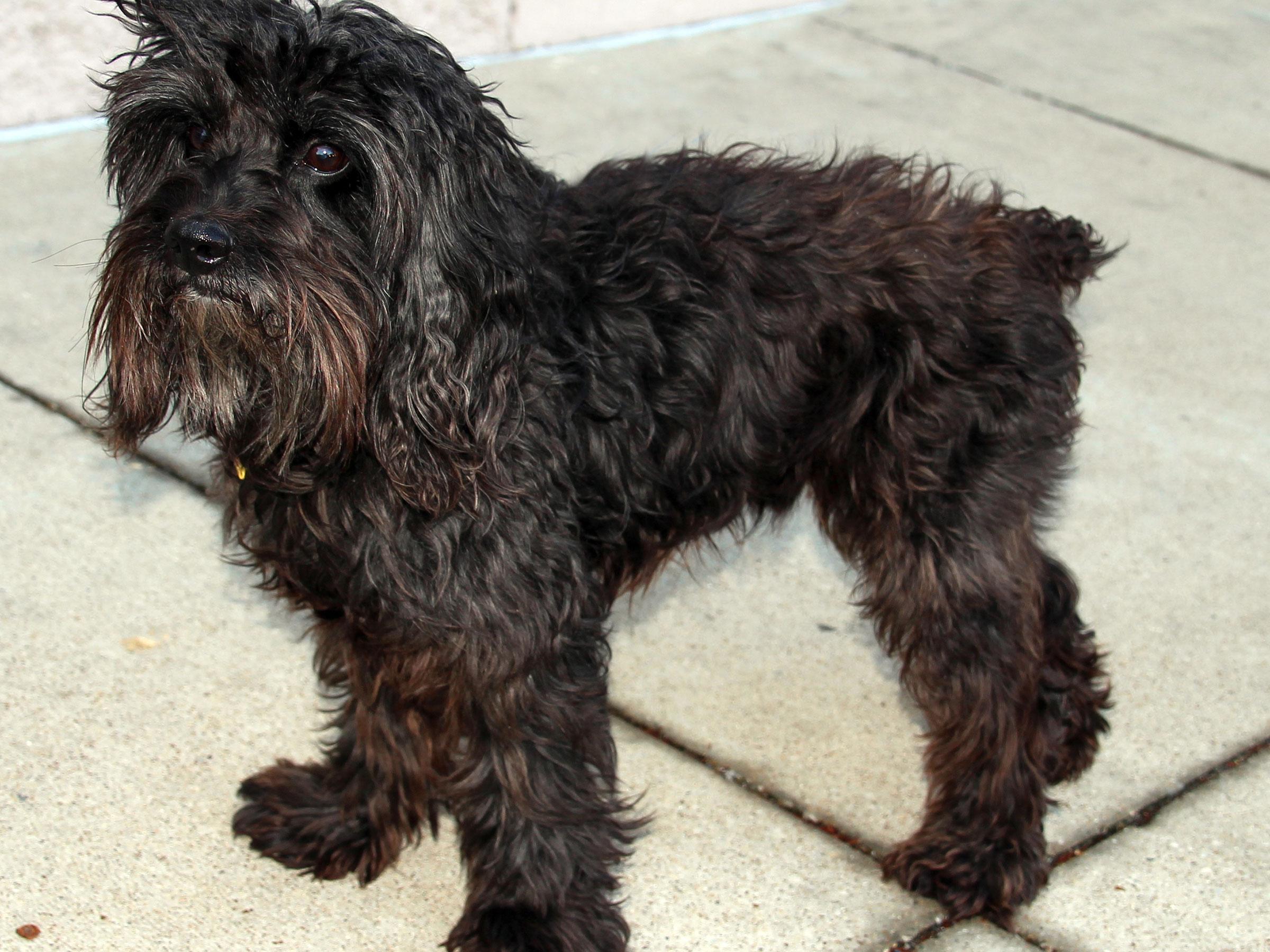 Meet Dr Seuss, Blue Ribbon News Pet of the Week Blue Ribbon News