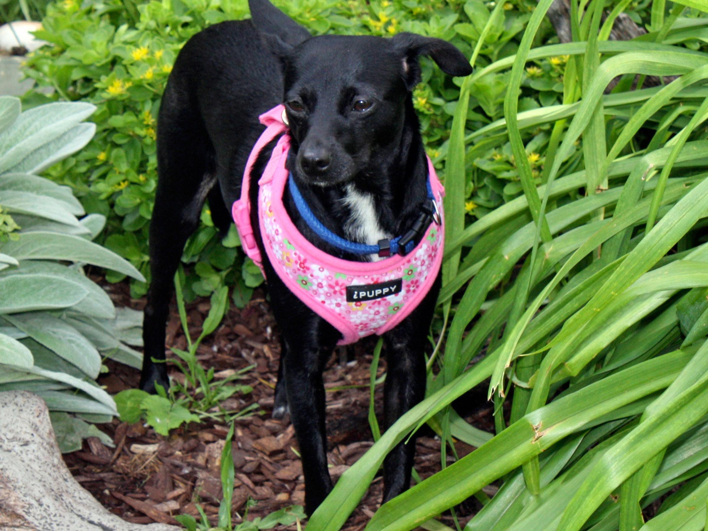 Meet Annie, Blue Ribbon News Pet of the Week Blue Ribbon News