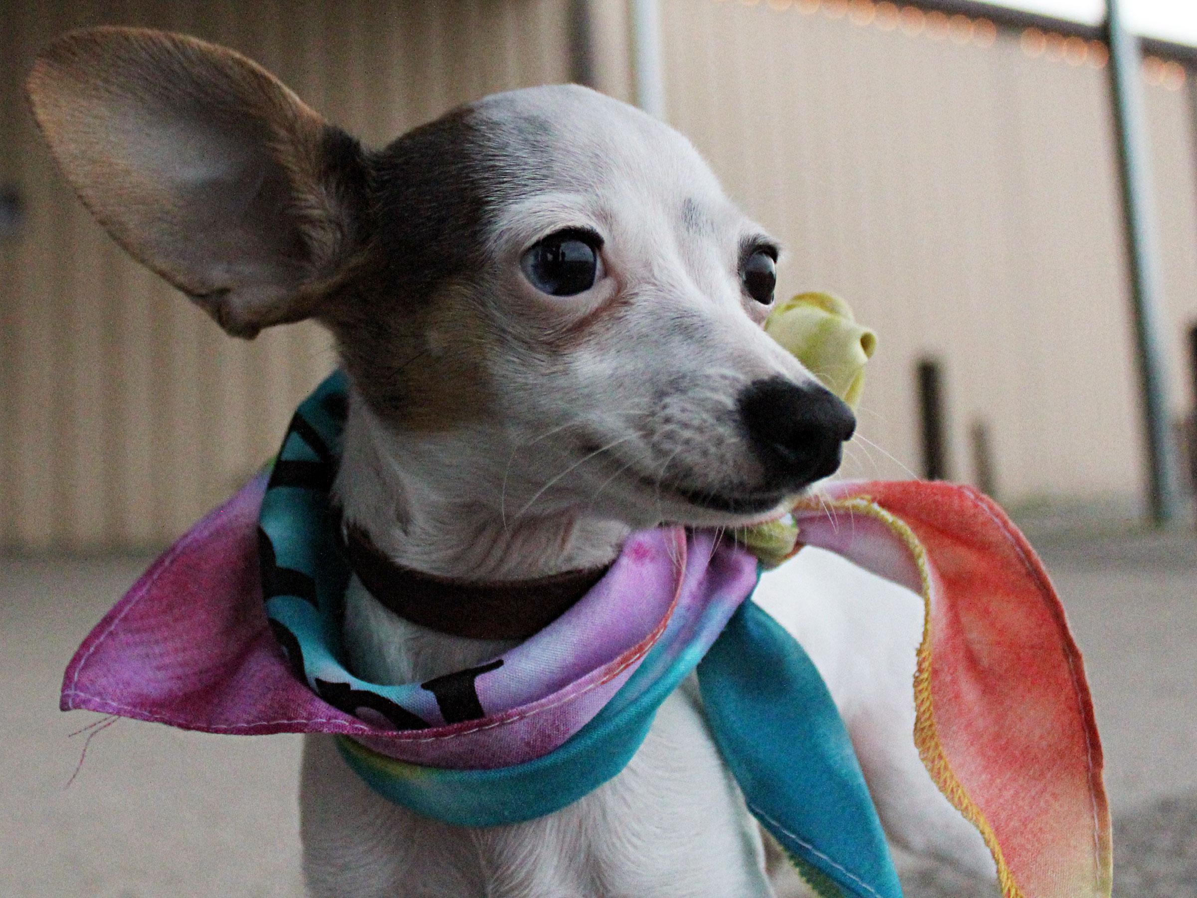 Meet Twinkie, Blue Ribbon News Pet of the Week