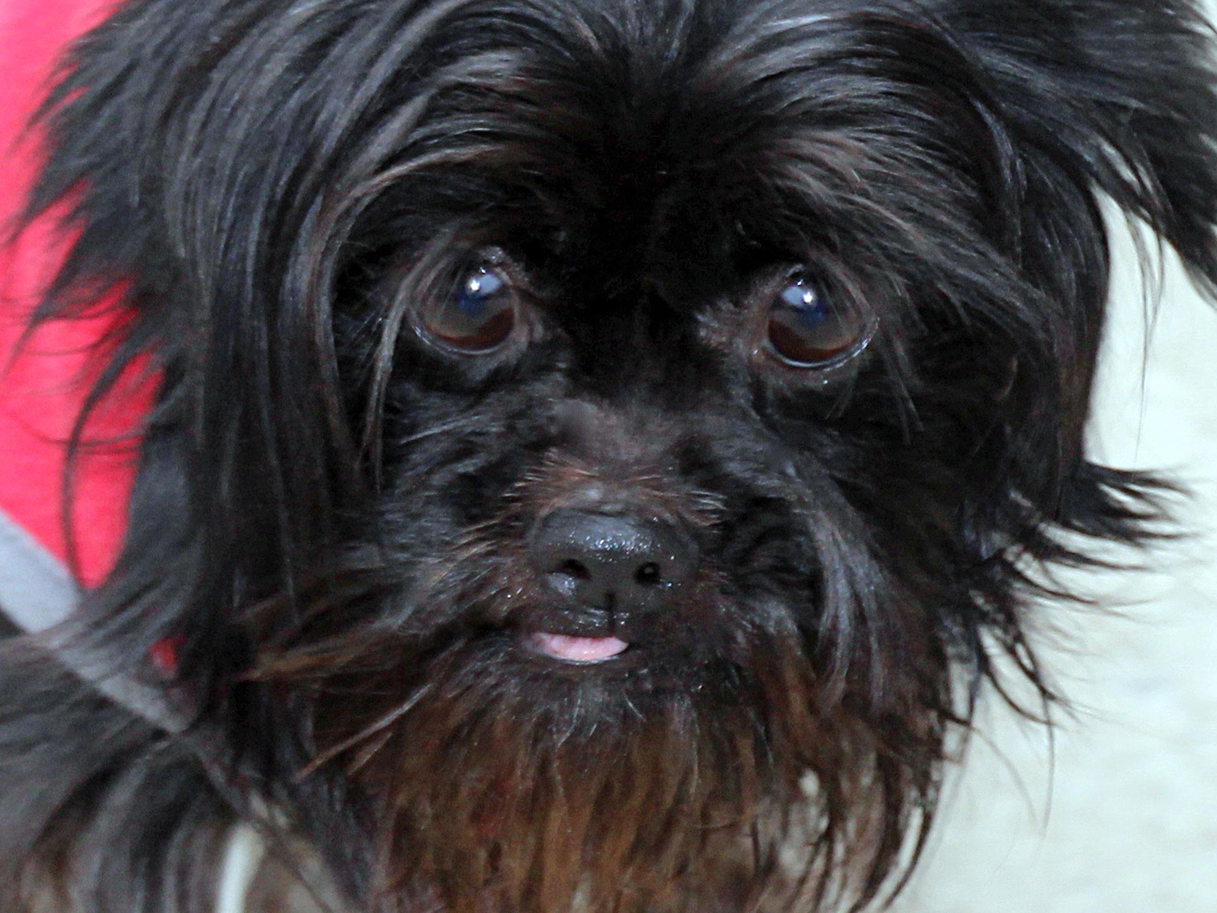 Meet Fin, Blue Ribbon News Pet of the Week Blue Ribbon News