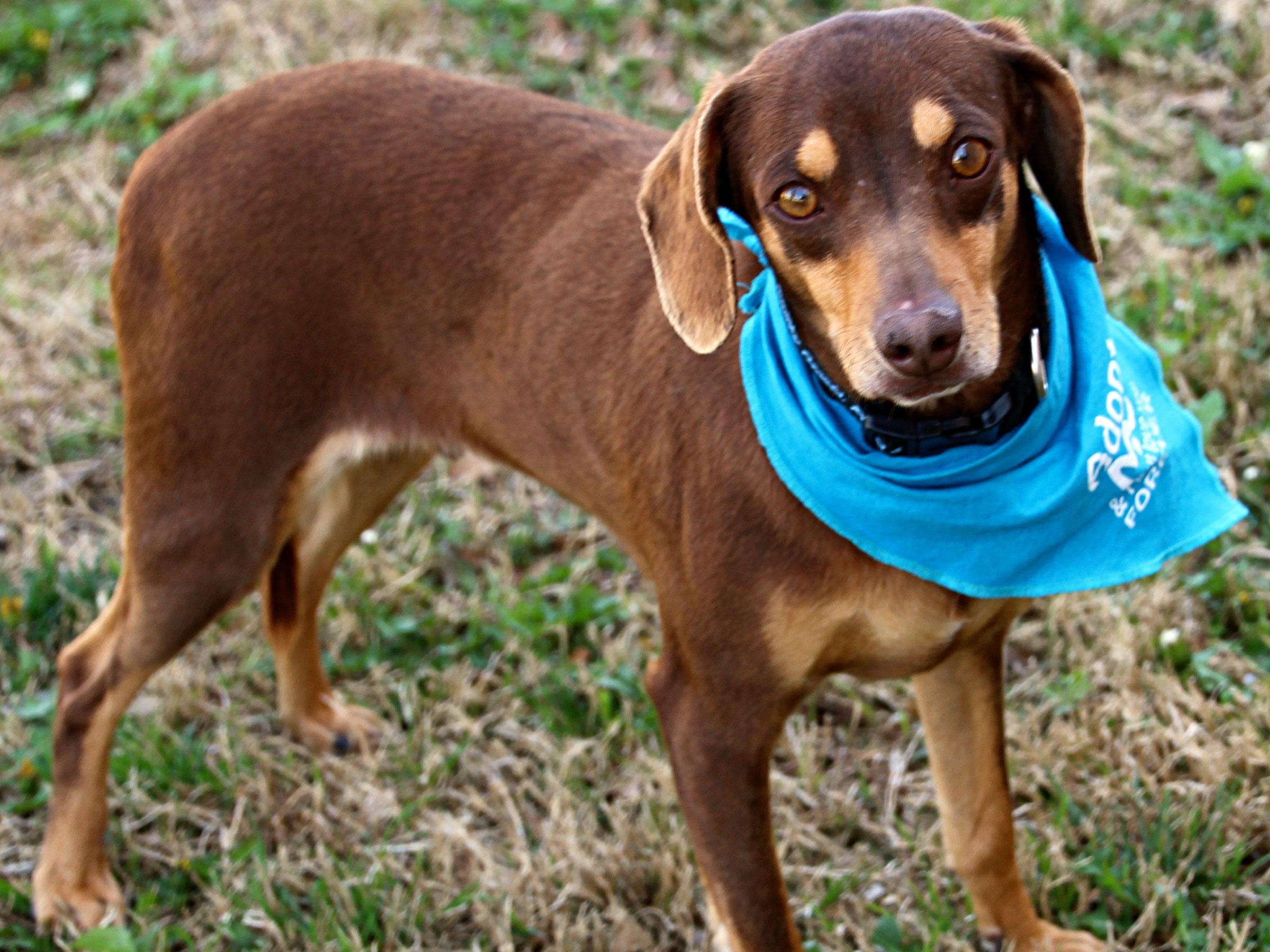 Meet Jake, Blue Ribbon News Pet of the Week Blue Ribbon News