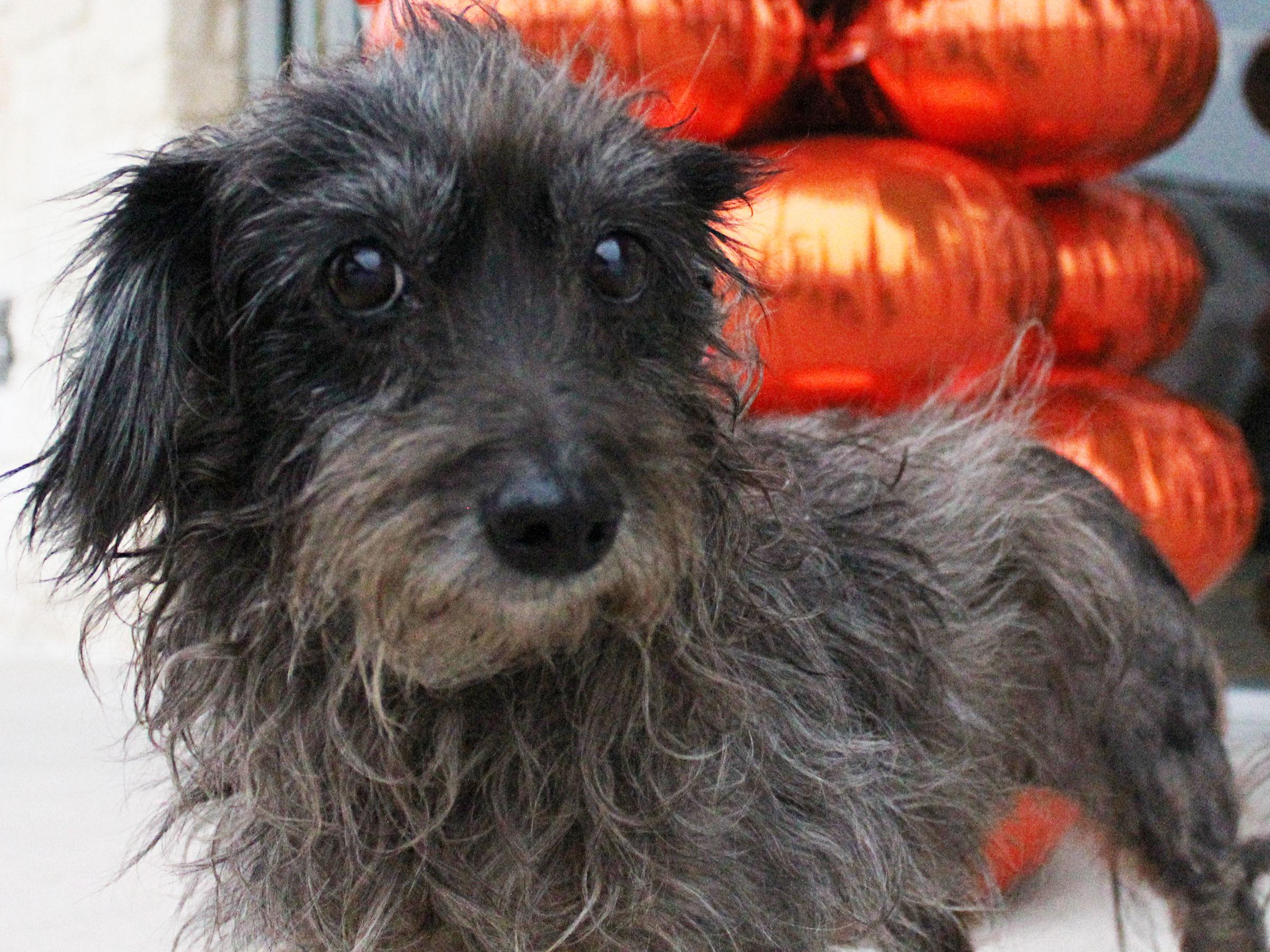 Meet Tootsie, Blue Ribbon News Pet of the Week Blue Ribbon News