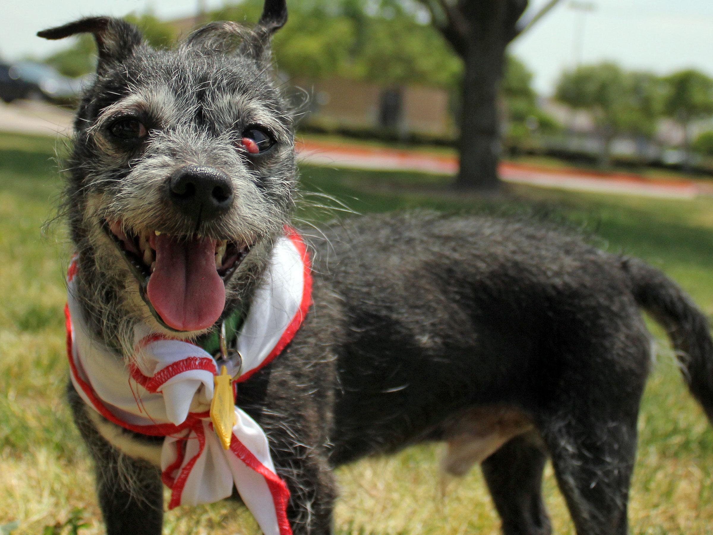 Meet Blue Ribbon News Pet of the Week Blue Ribbon News