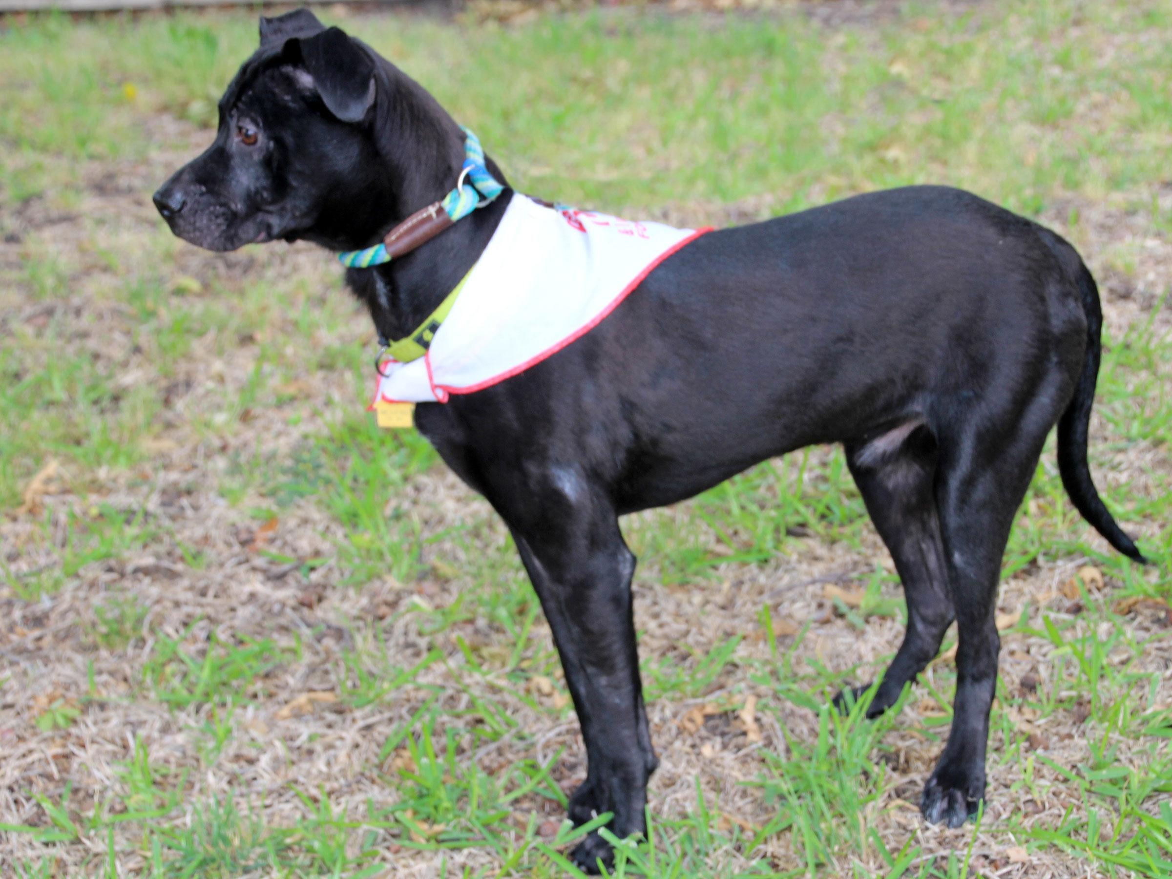 Meet Maxwell, Blue Ribbon News Pet of the Week Blue Ribbon News