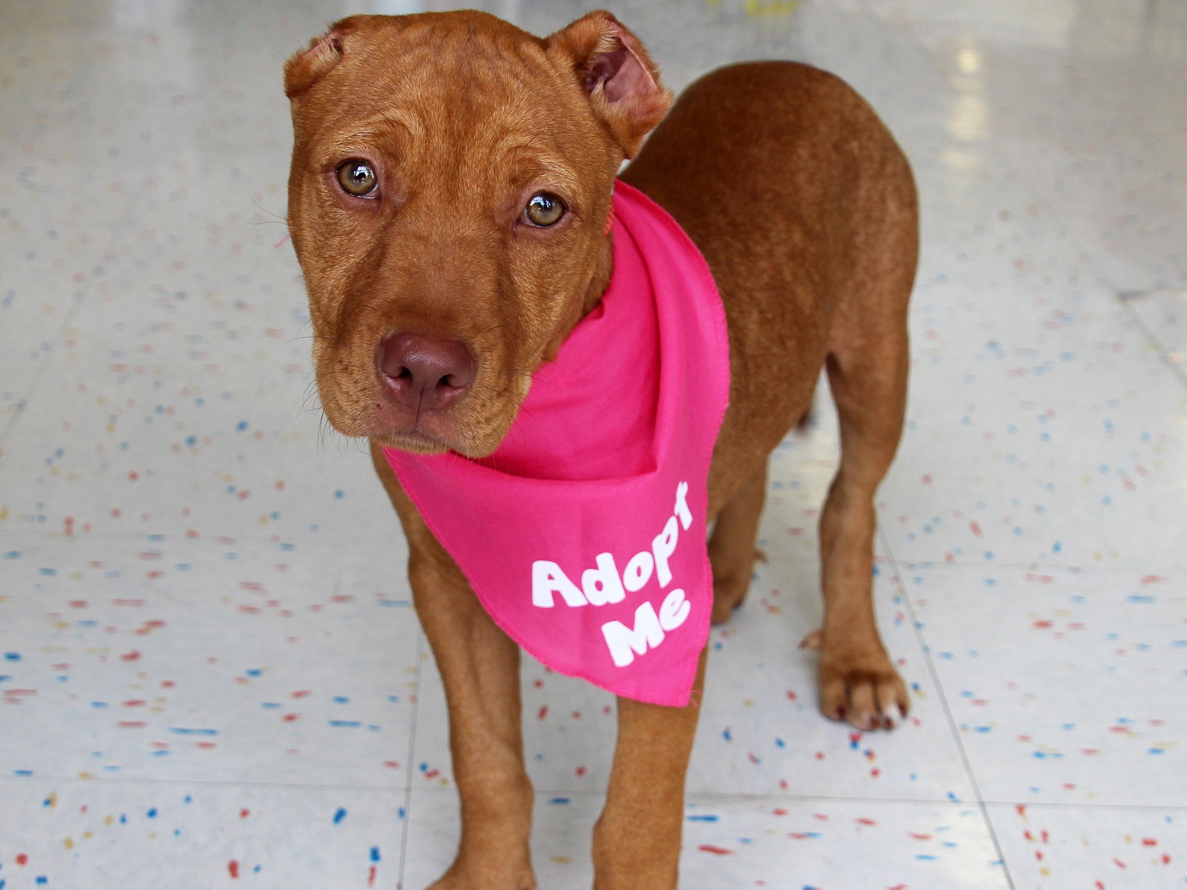 Meet Gidget, Blue Ribbon News Pet of the Week Blue Ribbon News