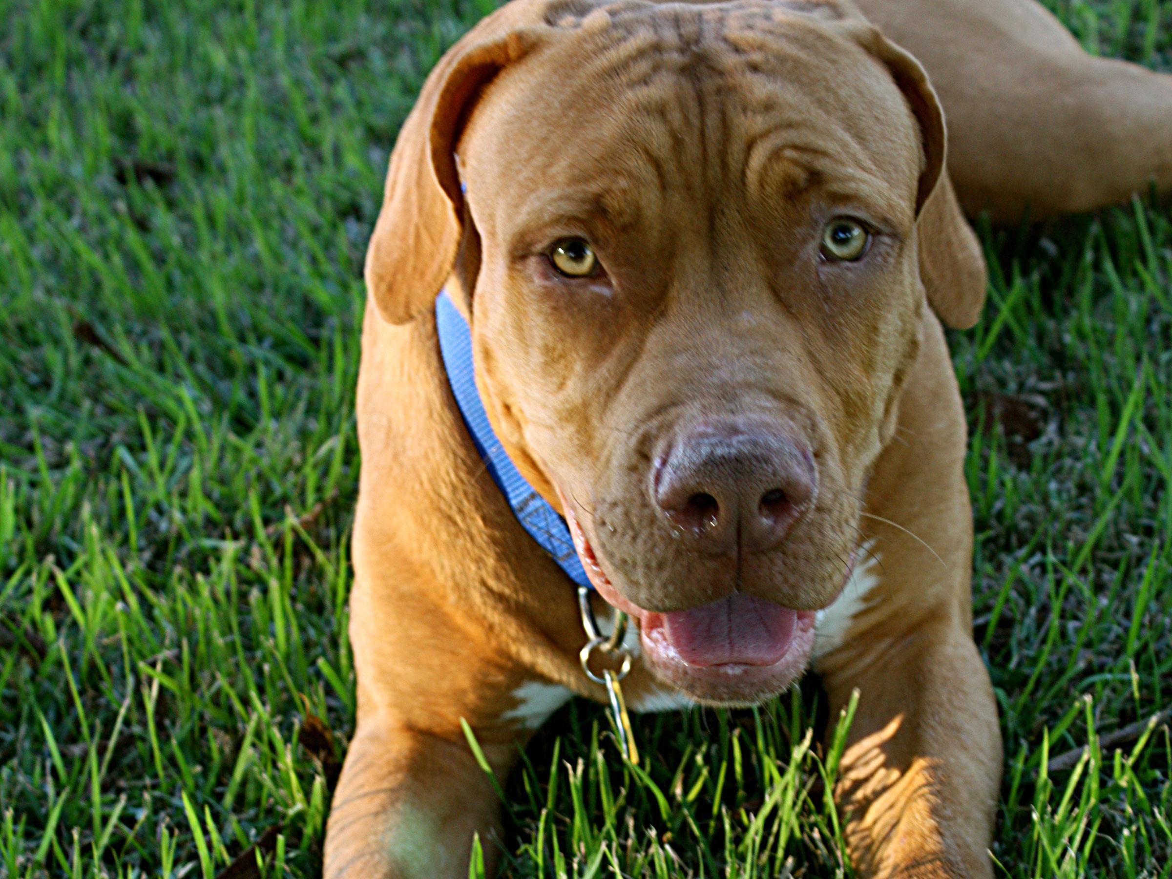 Met Red, Blue Ribbon News Pet of the Week Blue Ribbon News