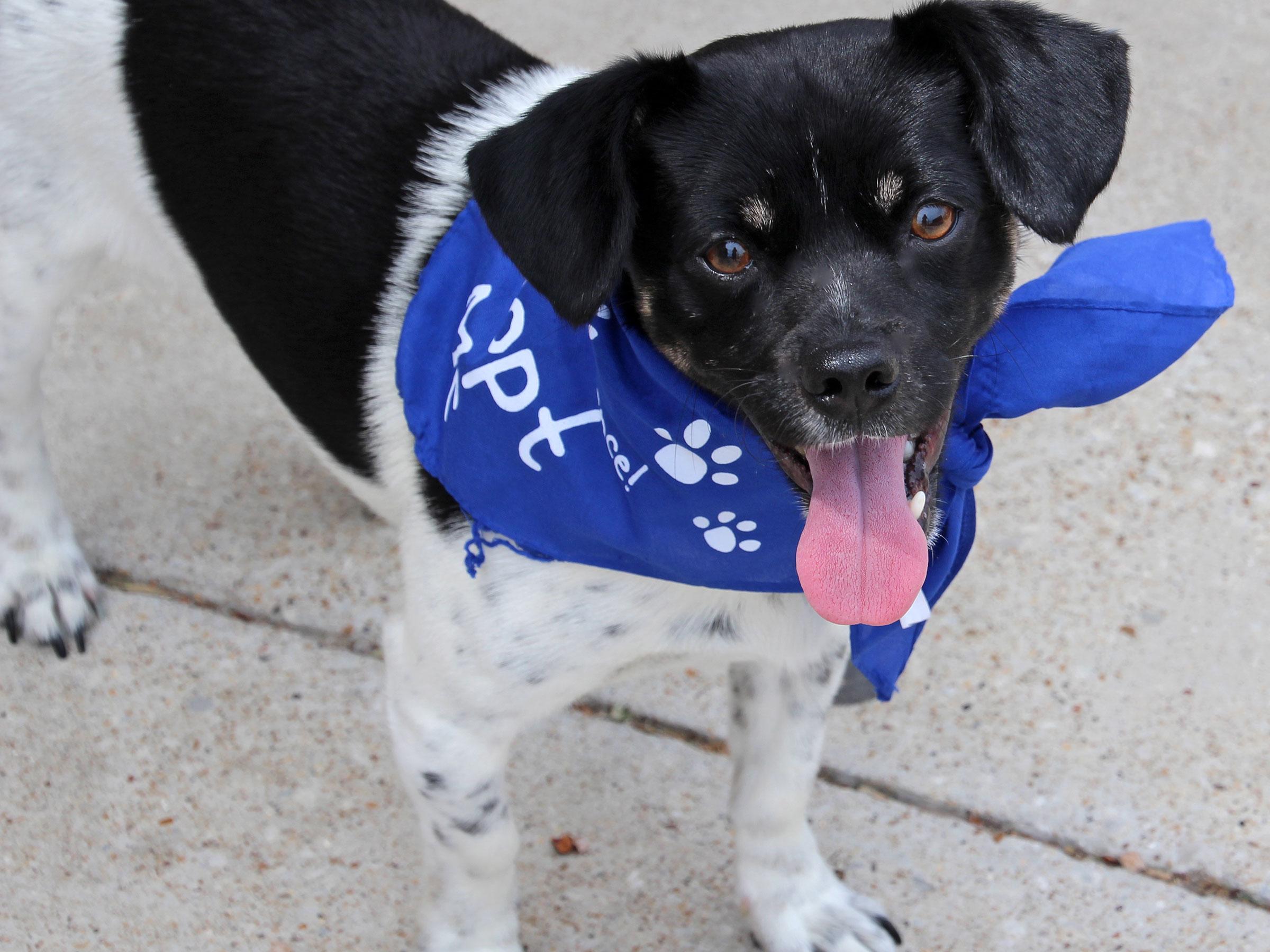 Meet Raider, Blue Ribbon News Pet of the Week Blue Ribbon News