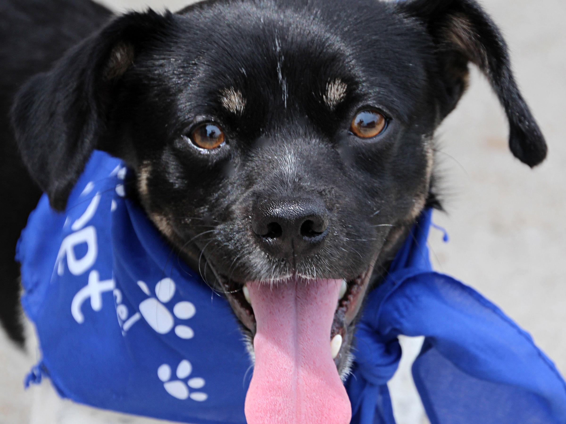 Meet Raider, Blue Ribbon News Pet of the Week Blue Ribbon News