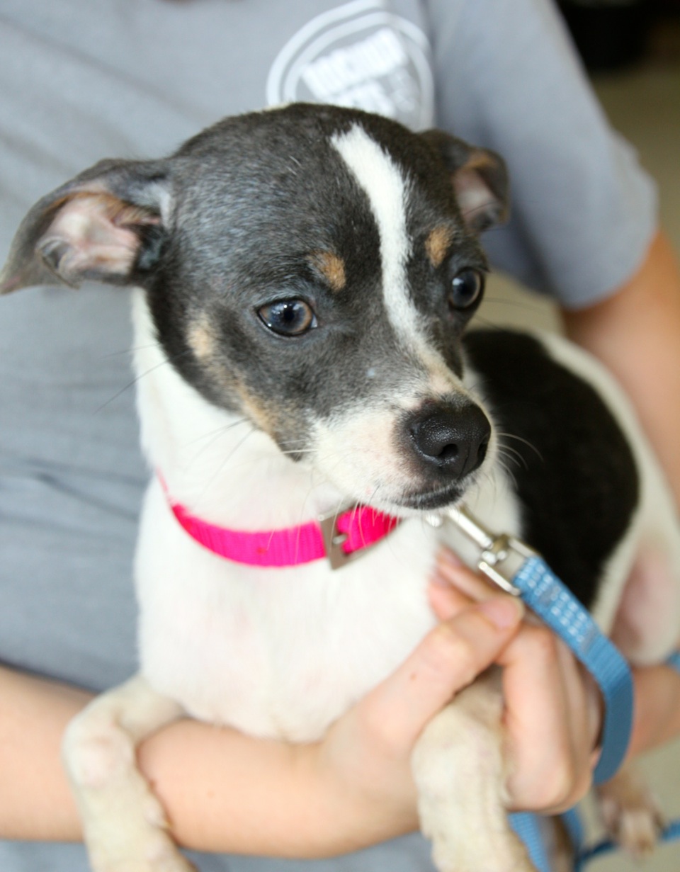 Meet Twinkles, Blue Ribbon News Pet of the Week Blue Ribbon News