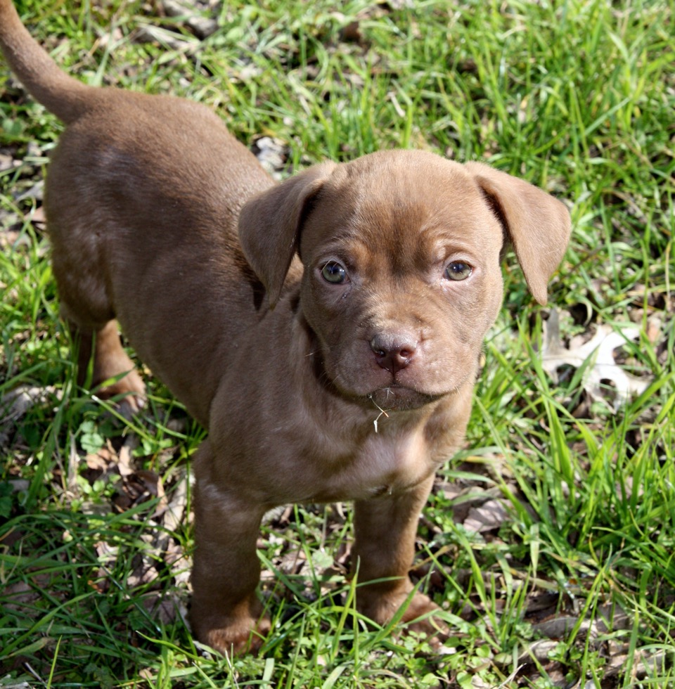 Meet Hershey, Blue Ribbon News Pet of the Week