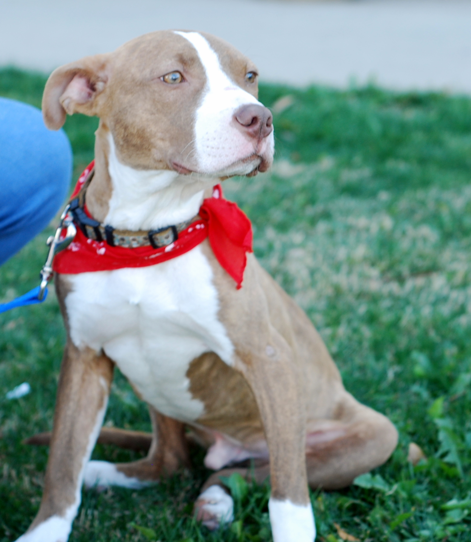 Meet Luka, Blue Ribbon News Pet of the Week Blue Ribbon News