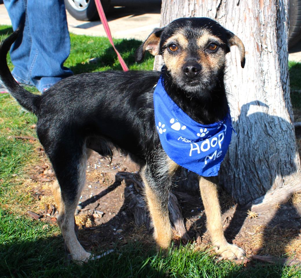 Meet Jack, Blue Ribbon News Pet of the Week Blue Ribbon News
