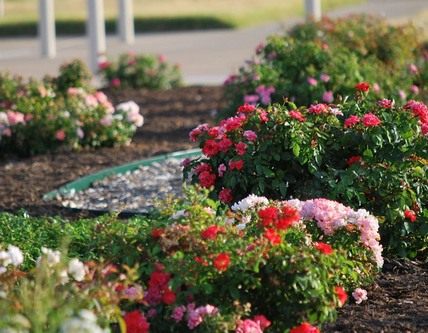 Rockwall’s EarthKind Trial Gardens a blooming success